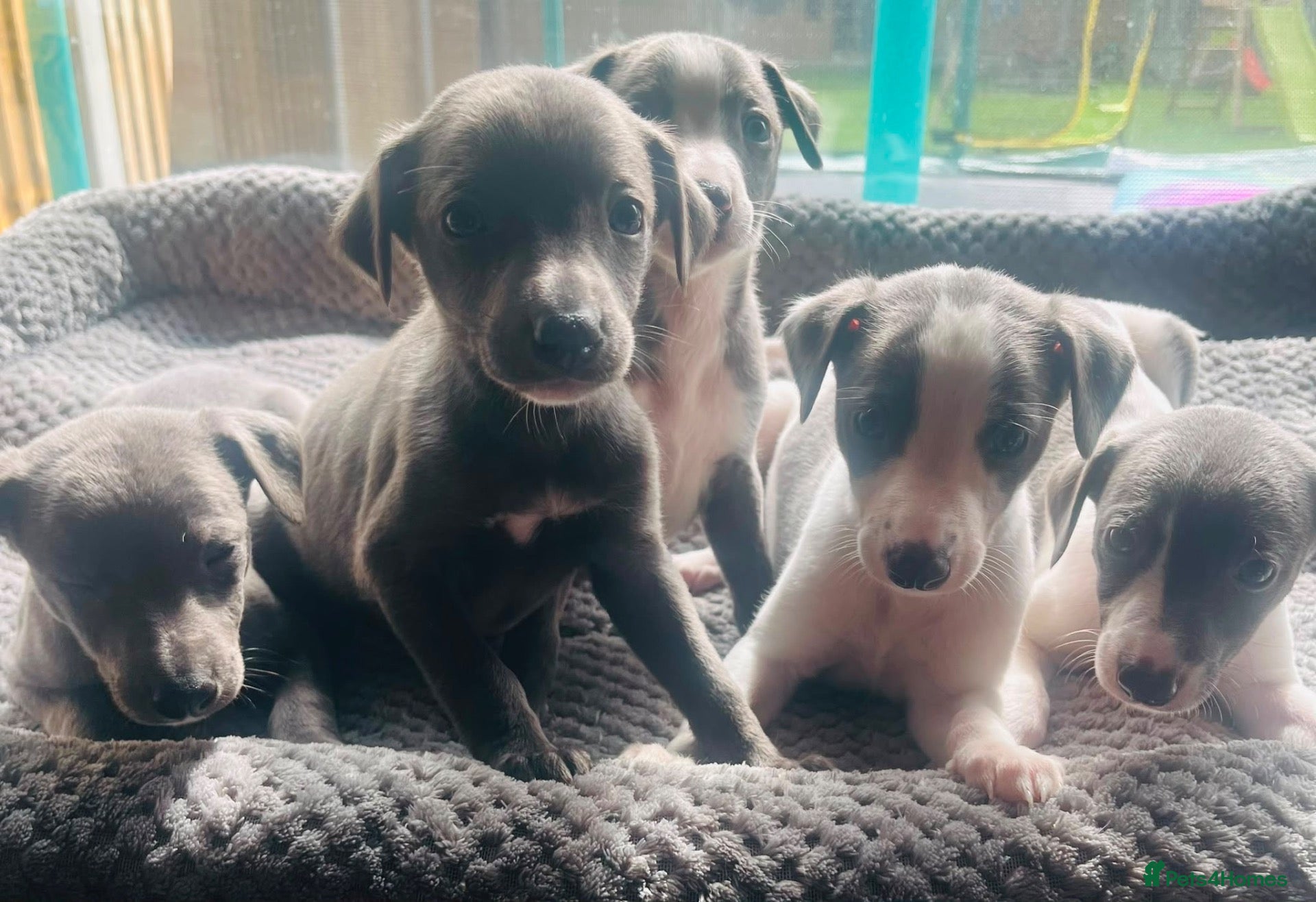 Whippet dogs Whippets ready from the 25th September  - Advert 2