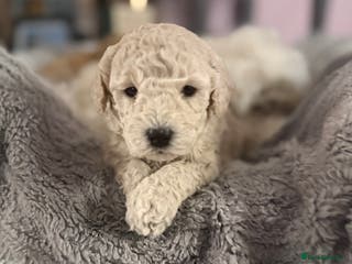 Maltipoo dogs Real life teddy bears 🧸 - Advert 17