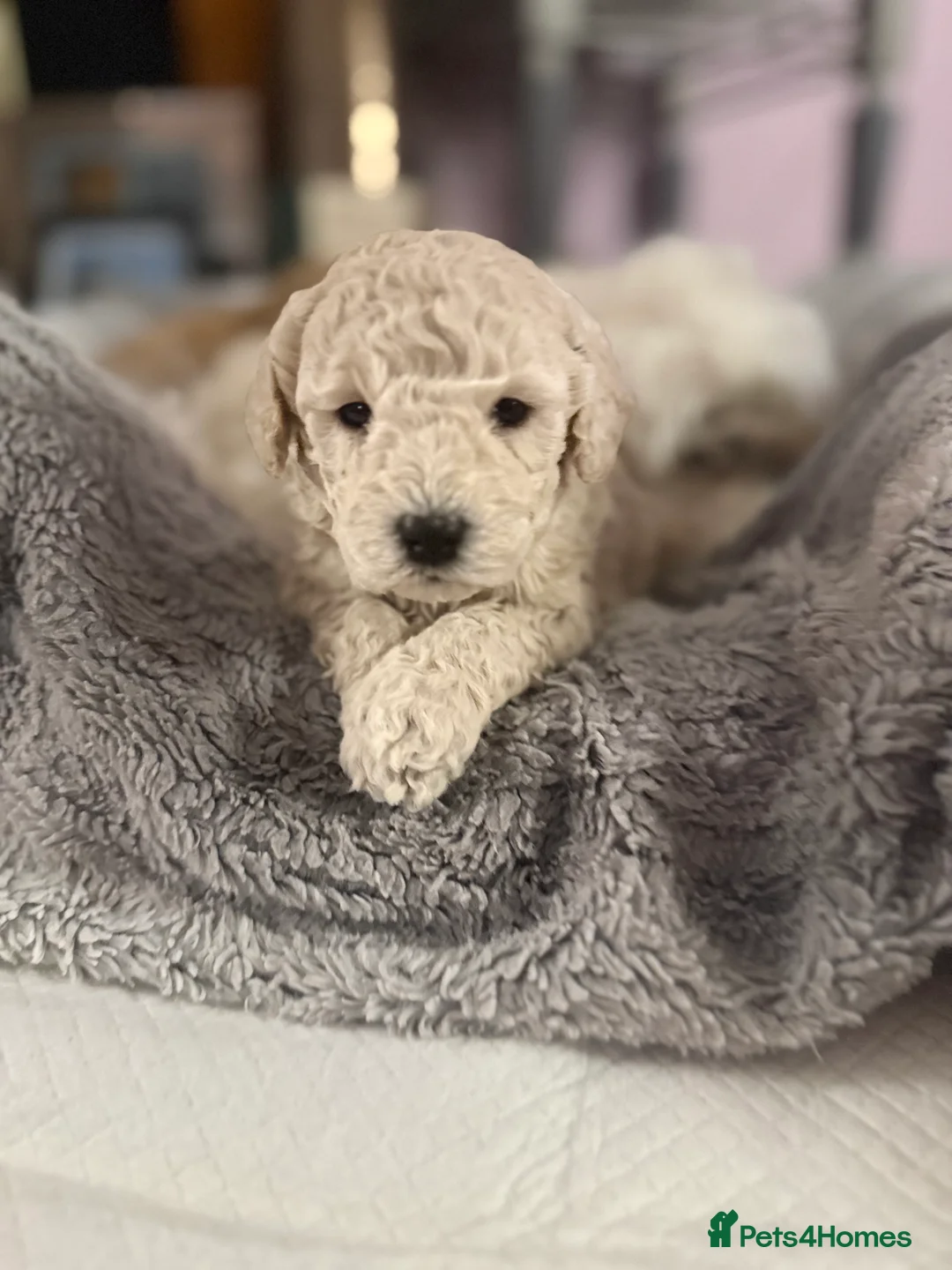 Maltipoo dogs for sale: Ready this week 🧸 - Advert 20