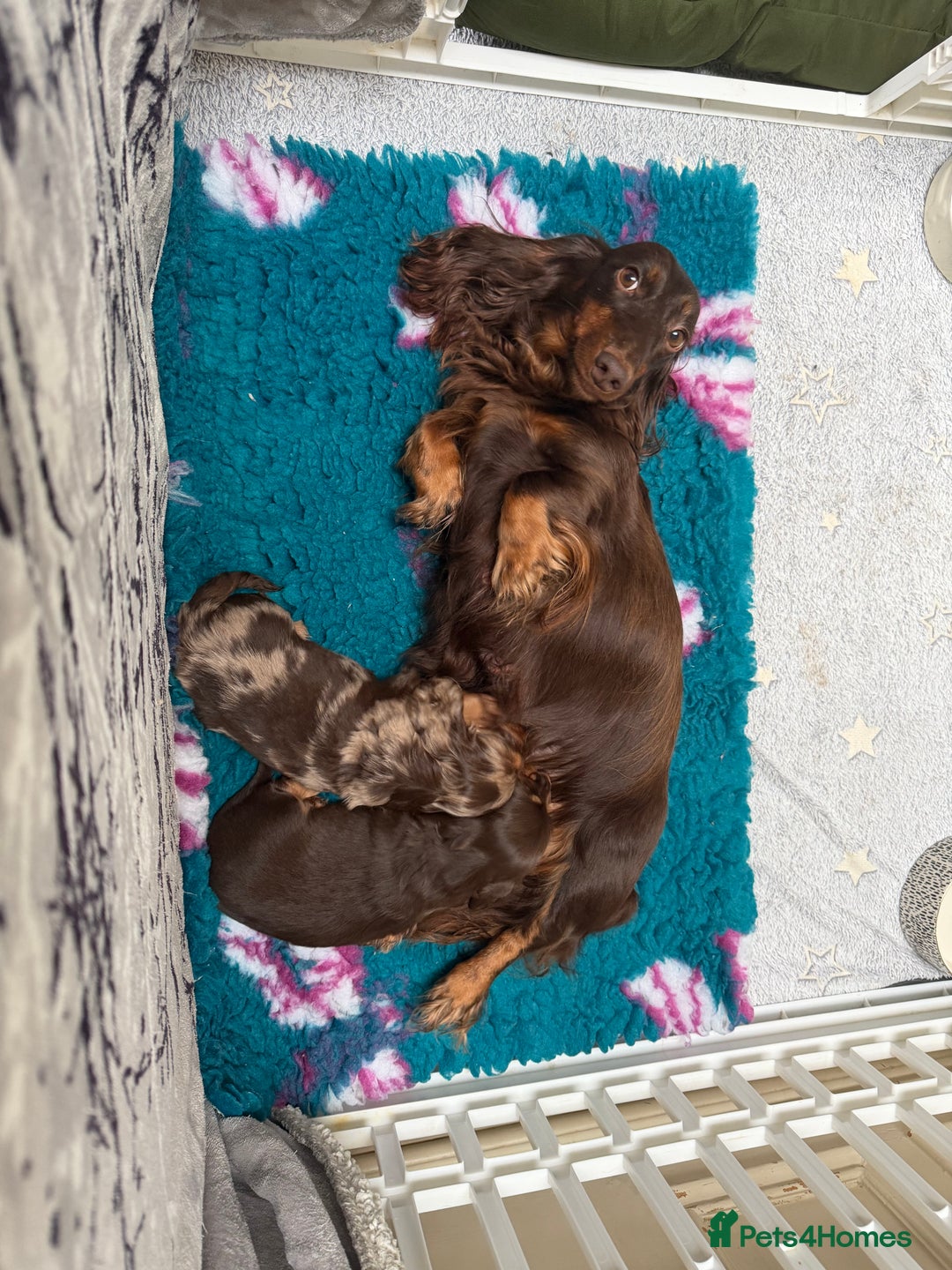 Miniature Dachshund dogs for sale: Long haired miniature dachshund pups - Advert 2
