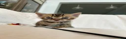 Bengal cats for sale: Stunning Pure Bengal Kittens Ready For Reservation - Advert 25
