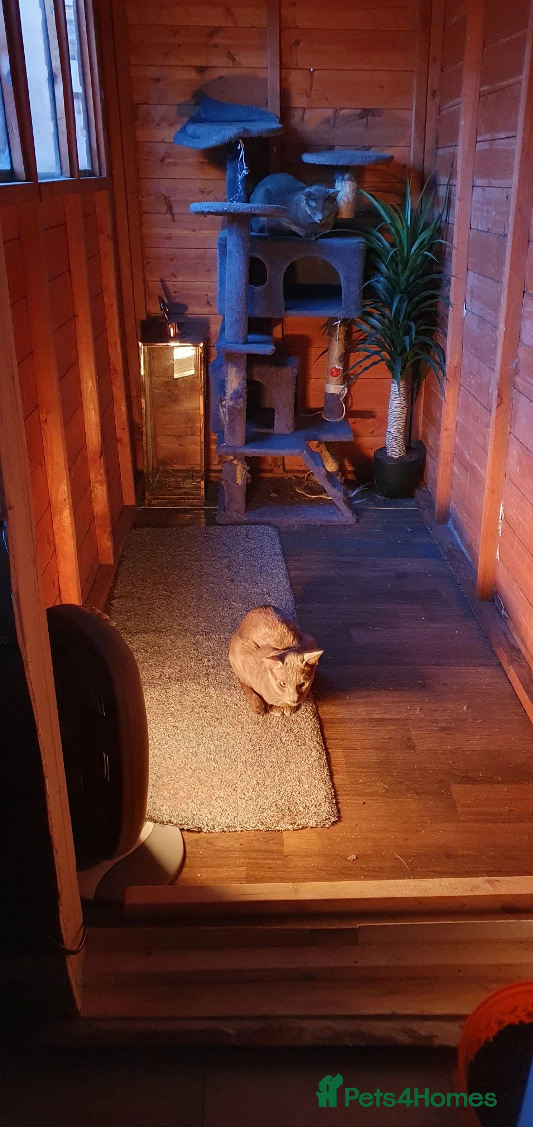 Oriental cats for stud: Caramel and oriental blue stud boys - Advert 4