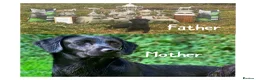 Labrador Retriever dogs for sale: 7 KC lab pups out of a FTCH - Advert 2