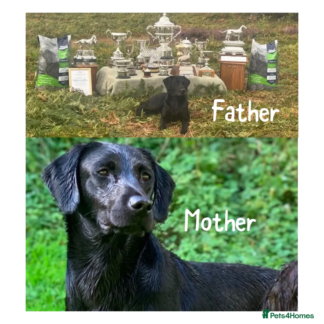 Labrador Retriever dogs for sale: 7 KC lab pups out of a FTCH - Advert 2