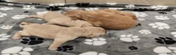 Mixed Breed dogs for sale: Dakota Sport Retrievers - Advert 13