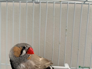 Finches birds - Advert 13