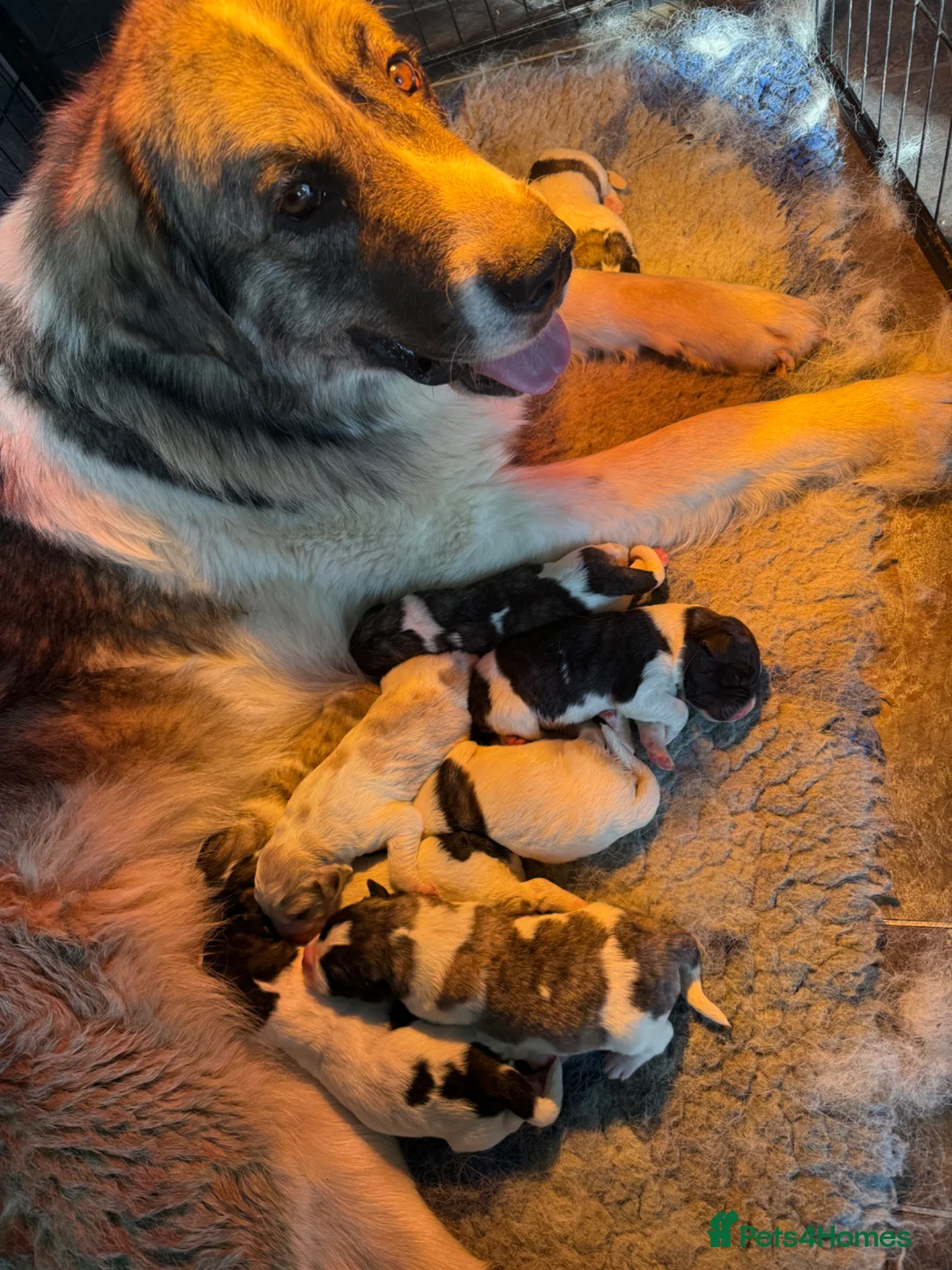 Pyrenean Mastiff dogs for sale: Incredible KC registered Pyrenean Mastiffs - Advert 9