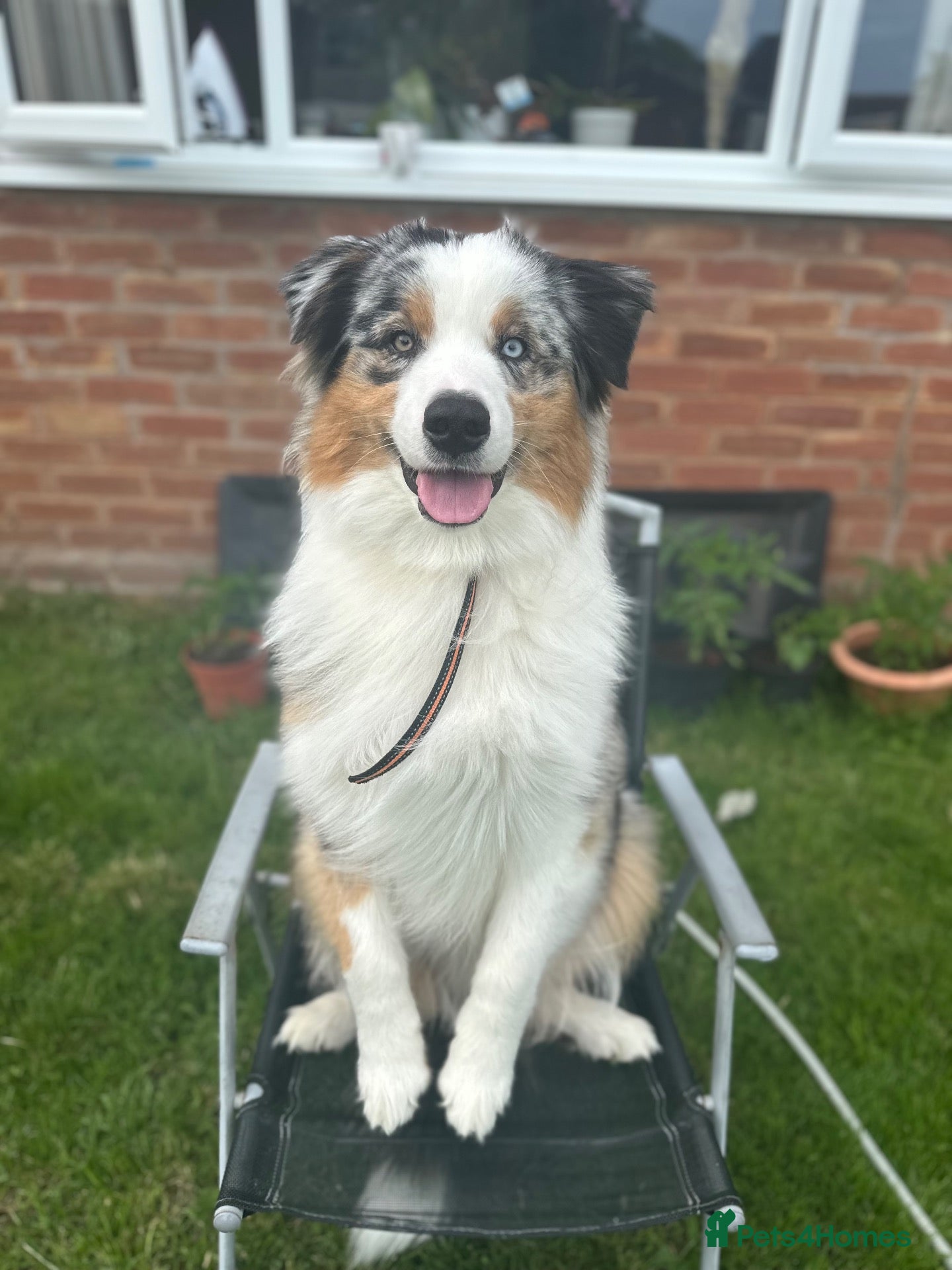 Australian Shepherd dogs 1 yr old Australian shepherd (Aussie) for sale - Advert 2