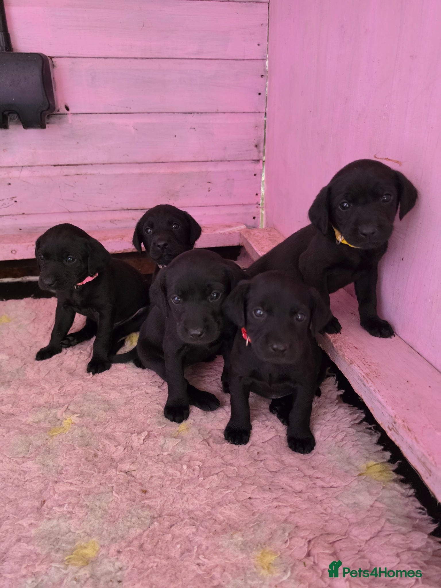 Labrador Retriever dogs Field trial and working lines labrador puppies - Advert 16