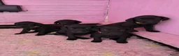 Labrador Retriever dogs for sale: READY TO LEAVE! 1 Black bitch 1 yellow dog left - Advert 7