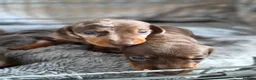 Miniature Dachshund dogs for sale: Gorgeous litter of miniature Dachshunds 🤎 - Advert 14