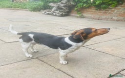 Jack Russell dogs for stud: Stud Jack Russell  - Image 3