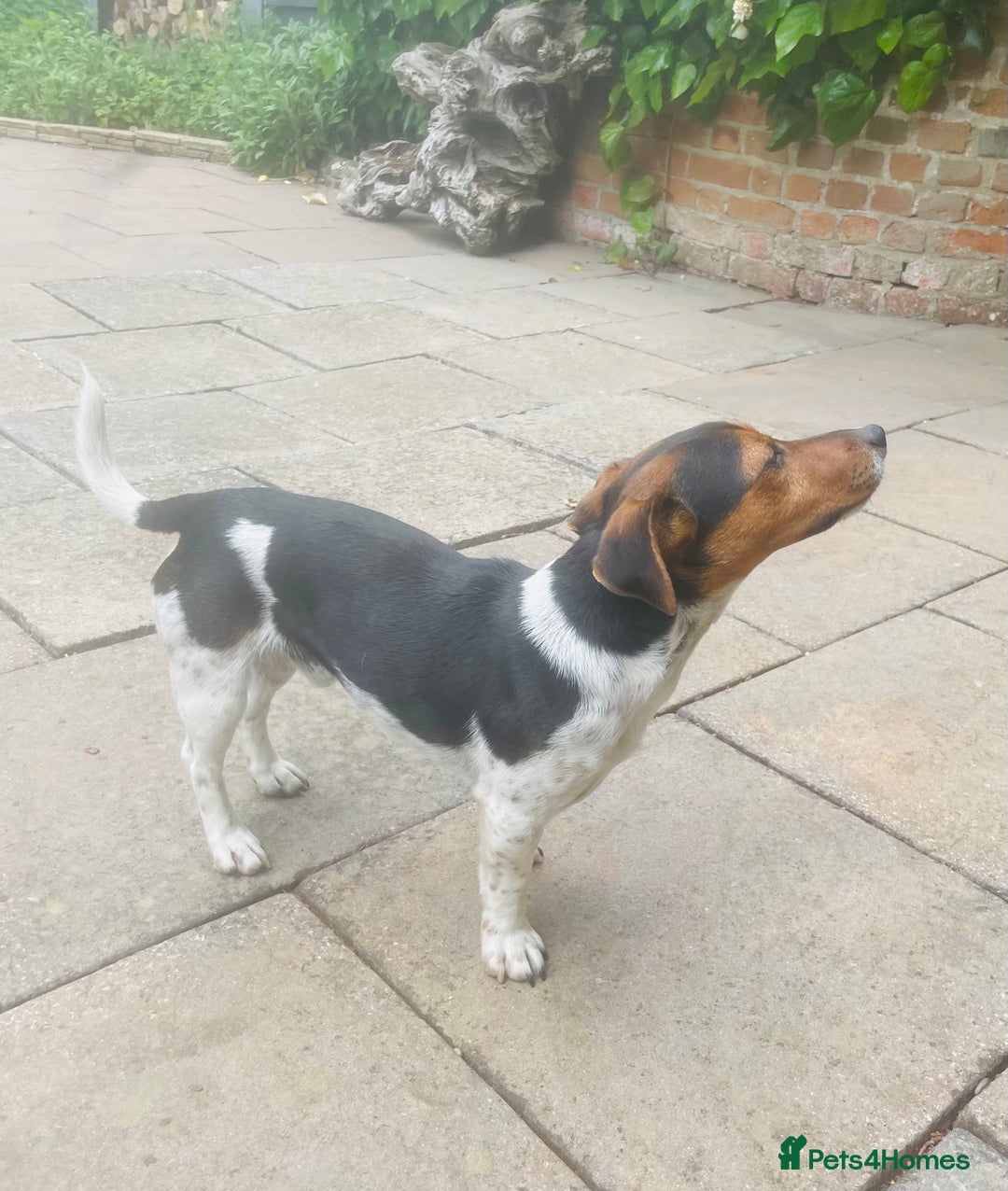 Jack Russell dogs for stud: Stud Jack Russell  - Image 3