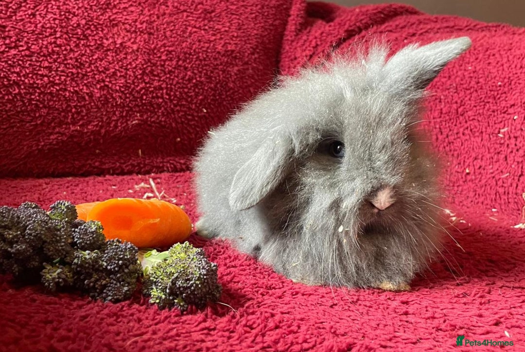 Mixed Breed rabbits for sale: Minilop, lionhead and mixed breed baby rabbits. - Image 4