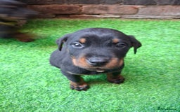 Dobermann dogs for sale: Rottweiler/Doberman  - Image 3