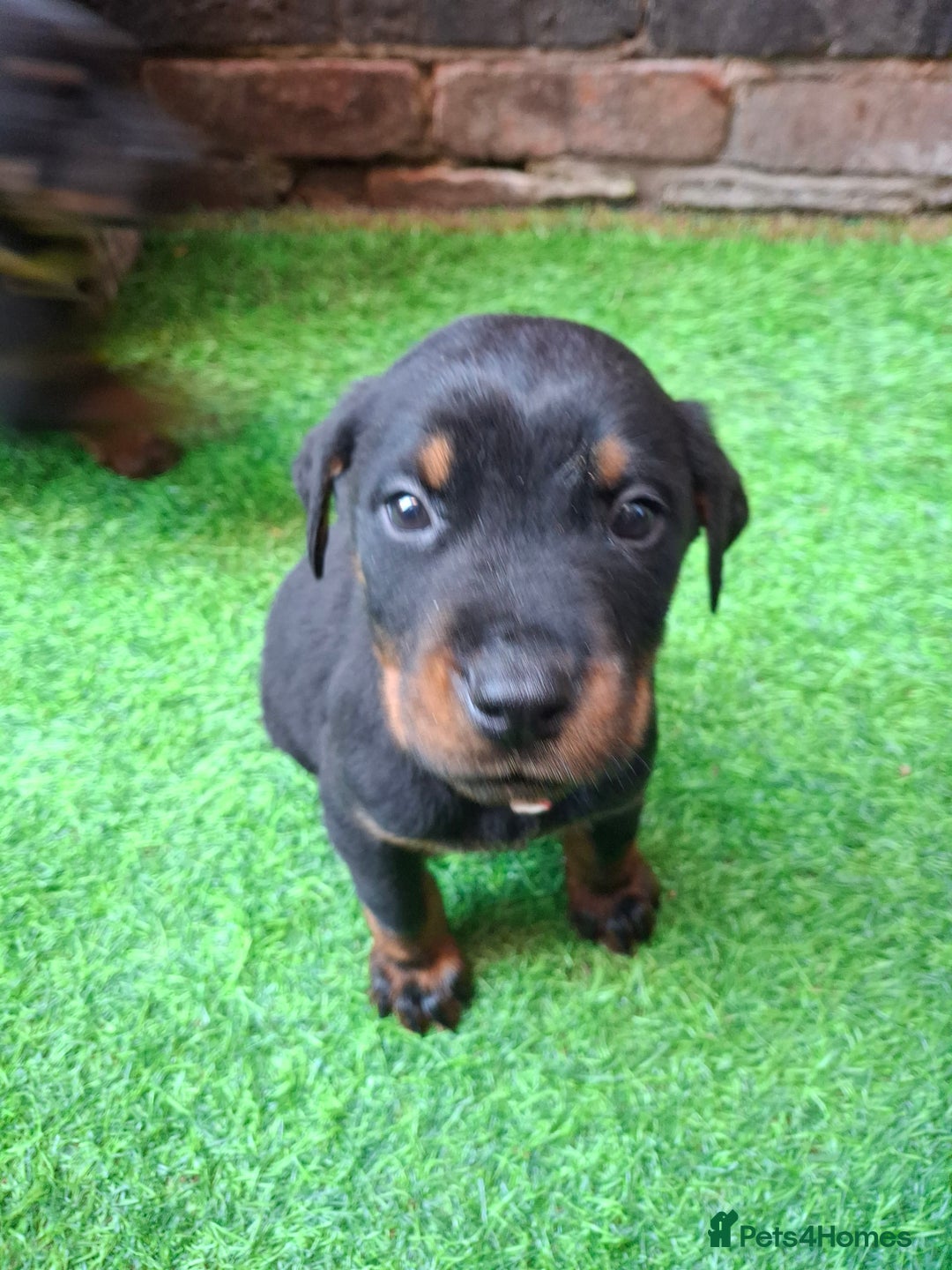 Dobermann dogs for sale: Rottweiler/Doberman  - Image 3