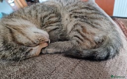 Mixed Breed cats for sale: 4 Beautiful kittens ready for loving home  ♥️ - Image 10