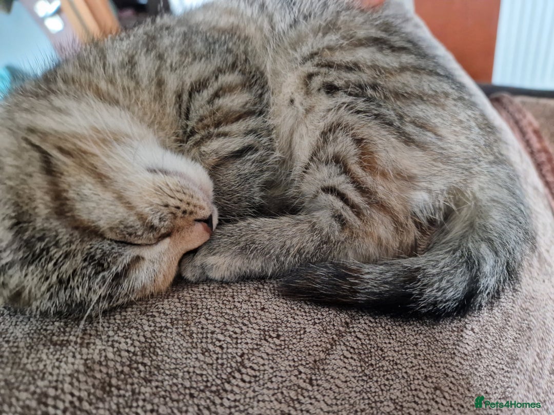 Mixed Breed cats for sale: 4 Beautiful kittens ready for loving home  ♥️ - Image 10