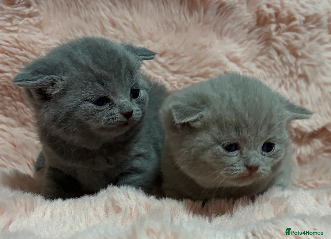British Shorthair cats for sale: Beautiful British short hair kittens  - Advert 13