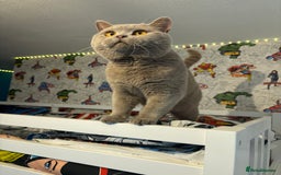 British Shorthair cats for sale: Chocolate BSH Kittens  - Image 6
