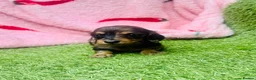 Miniature Dachshund dogs for sale: Long haired miniature dachshund puppies - Advert 4