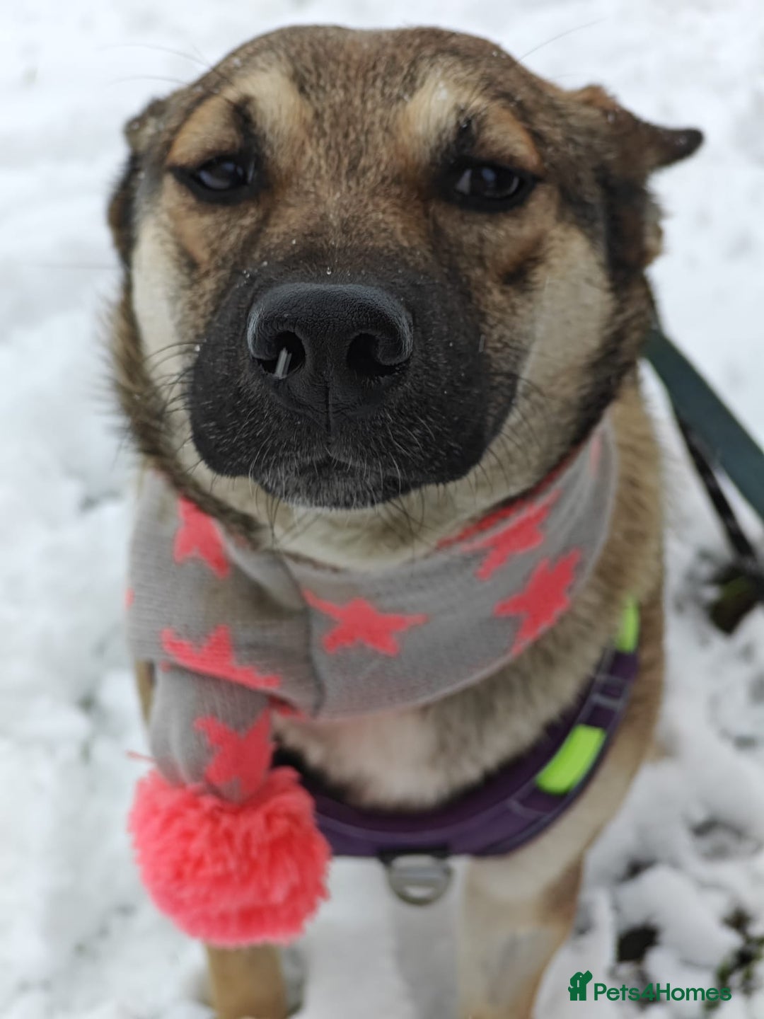 Mixed Breed dogs for adoption: ❤️TESSA – Soft and Gentle Puppy❤️ - Advert 2
