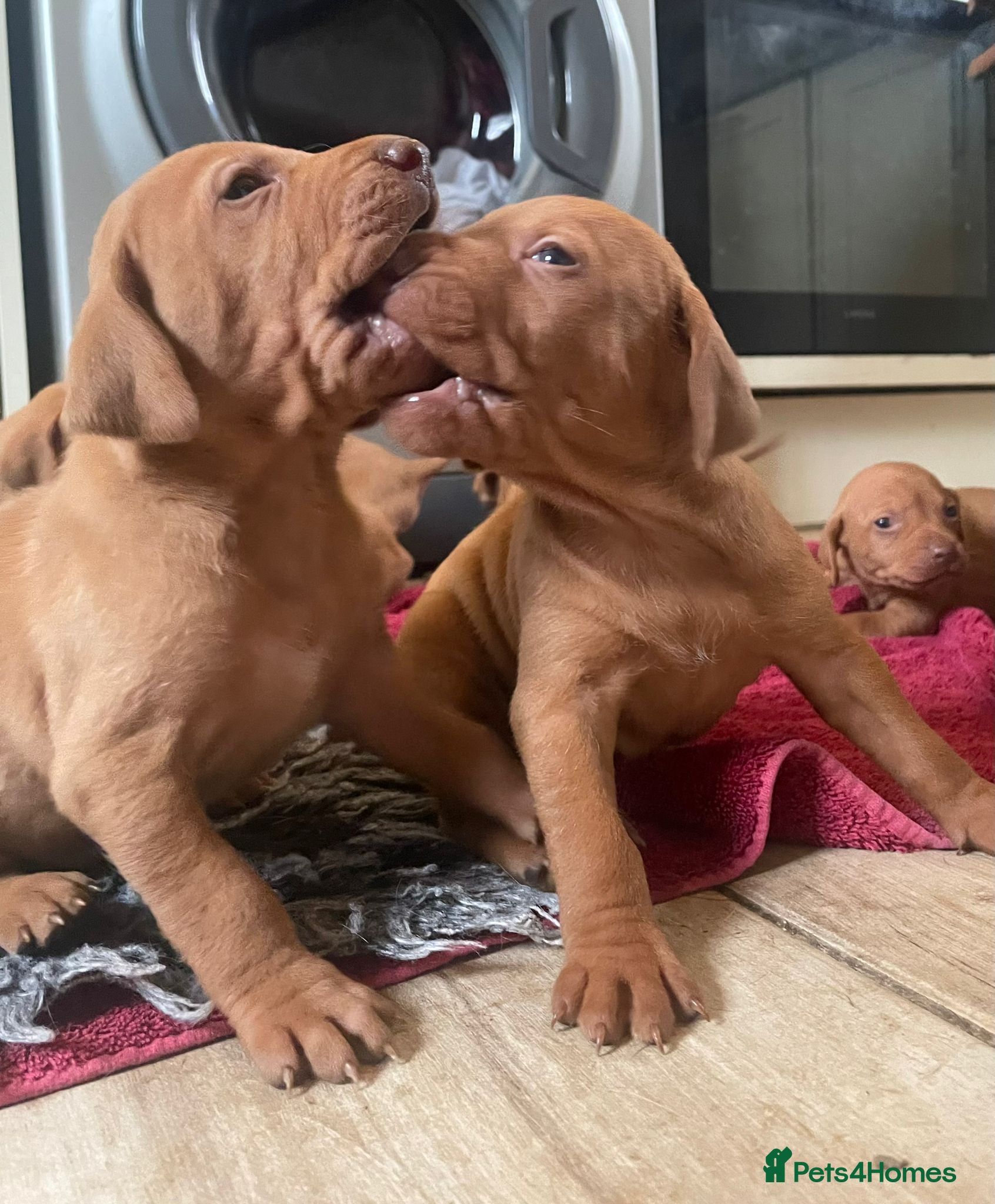 Hungarian Vizsla dogs Beautiful litter of vizsla’s  - Advert 2