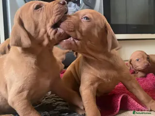 Hungarian Vizsla dogs Beautiful litter of vizsla’s - Advert 2