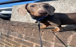 Miniature Dachshund dogs for sale: Miniature Dachshund - Image 1