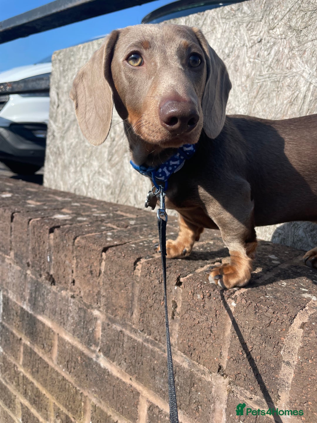 Miniature Dachshund dogs for sale: Miniature Dachshund - Image 1