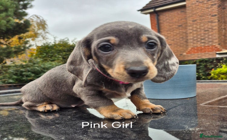Dachshund dogs - Advert 2