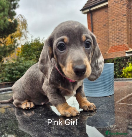 Dachshund dogs - Advert 15