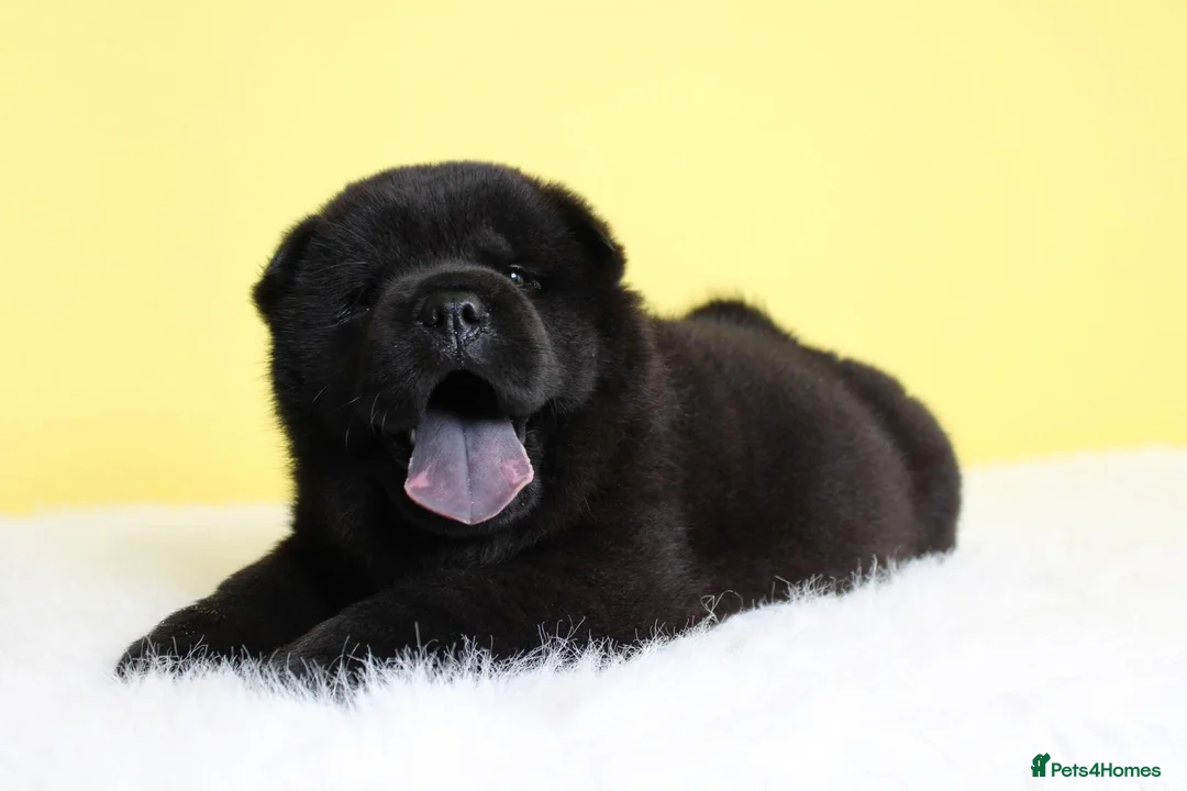 Chow Chow dogs for sale: Stunning chow chow pups  - Advert 12