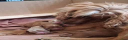 Cocker Spaniel dogs for sale: Beautiful cocker spaniels - Advert 14