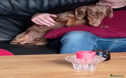 Dachshund dogs for sale: 3 year male dachshund  - Image 4