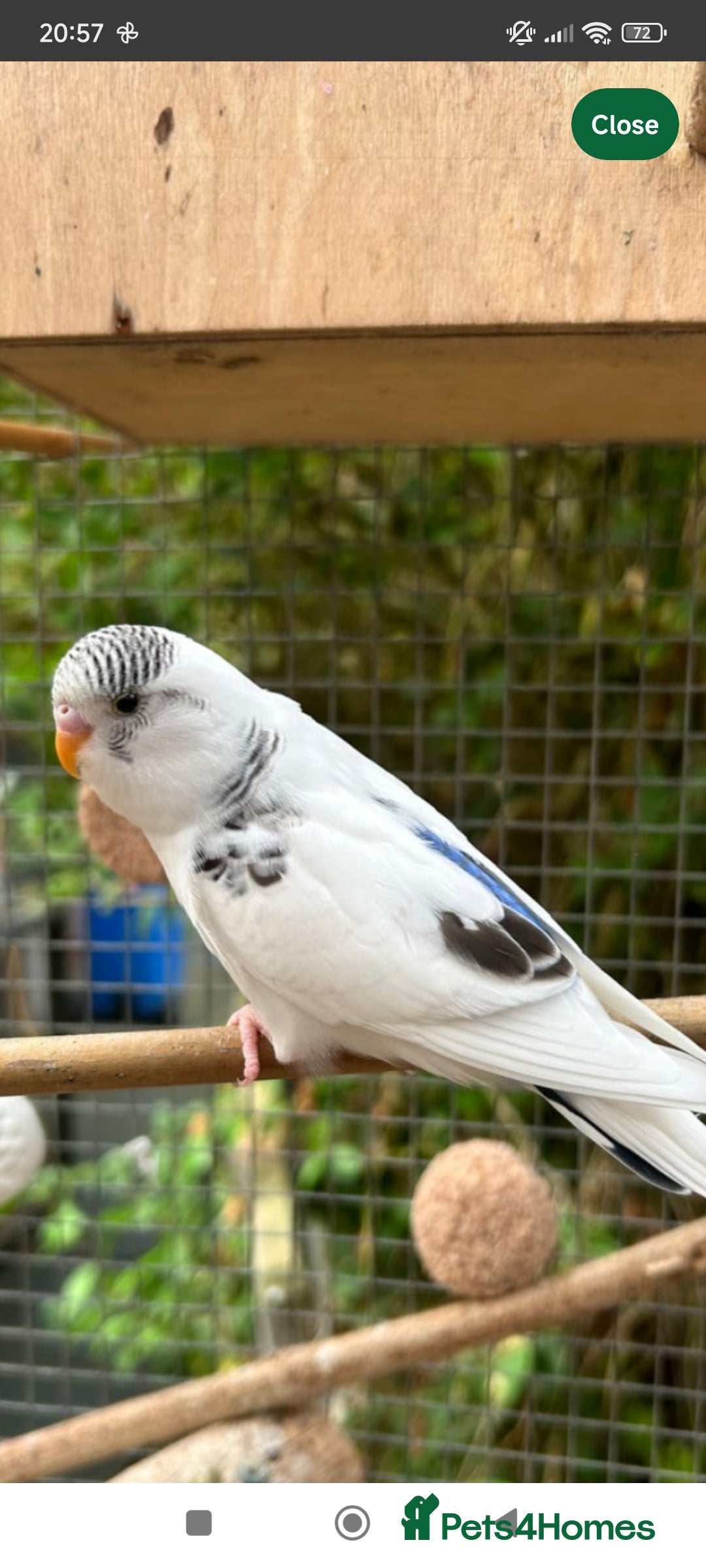 Budgerigars birds Budgie female for sale very tame Lutino  - Advert 11