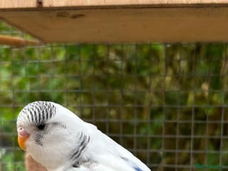 Budgerigars birds Budgie female for sale very tame Lutino - Advert 11