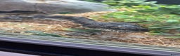 Python Snake reptiles for sale: Snake for sale  - Advert 1