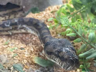 Python Snake reptiles Snake for sale - Advert 5