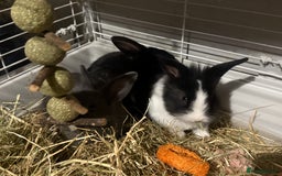 Mini Lion Lop rabbits for sale: lionlop baby bunny’s  - Image 22