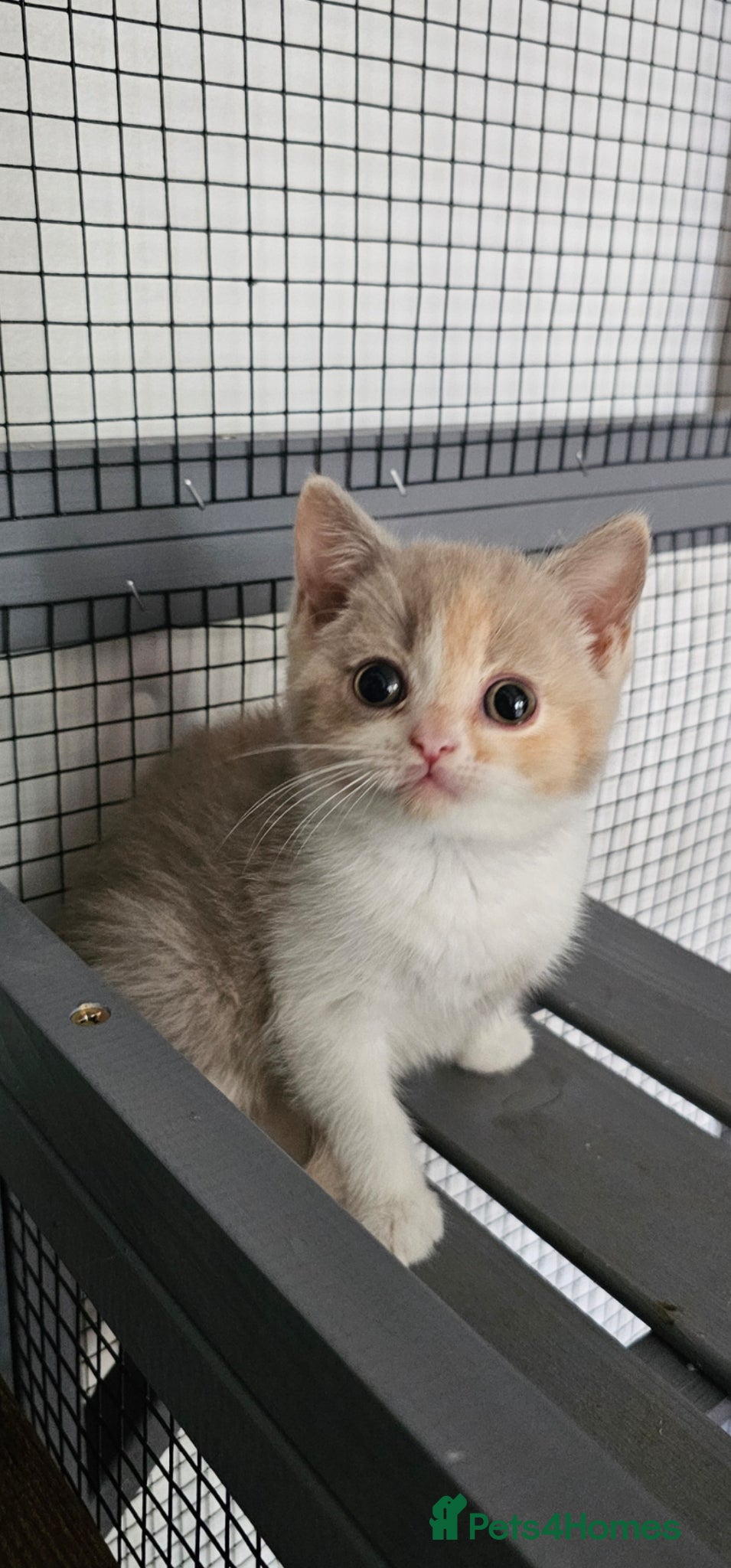 British Shorthair cats Beautiful pedigree British shorthair kittens 😸  - Advert 1