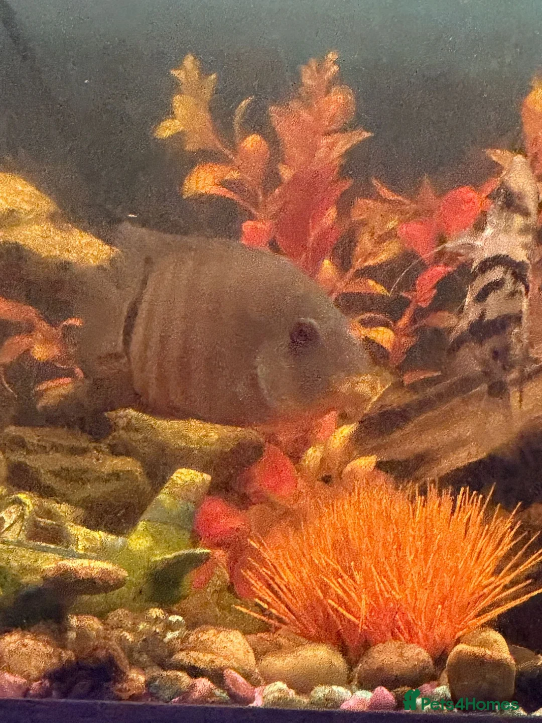 Sharks fish for sale: Selling assortment of tropical fish - Advert 3