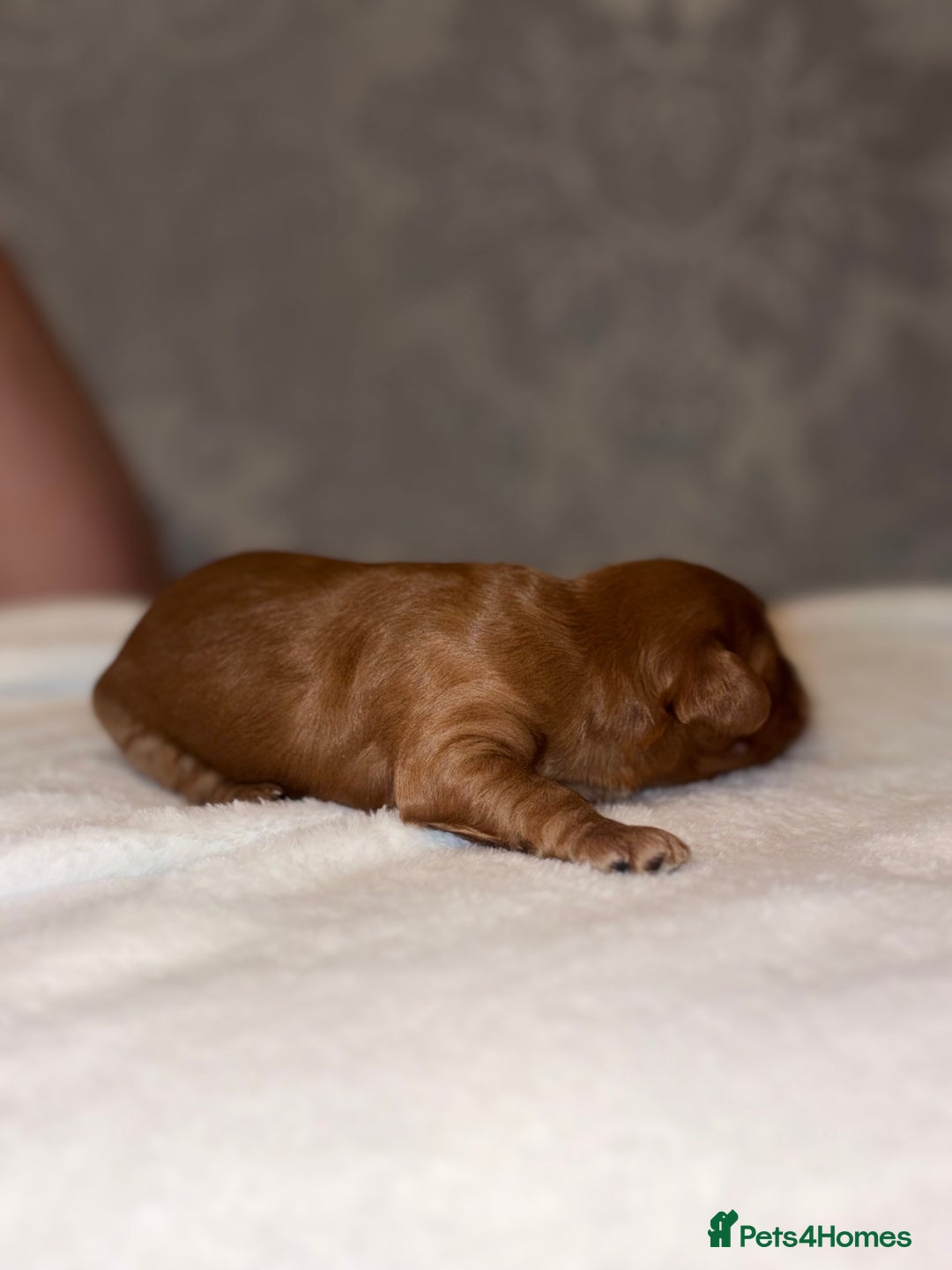 Cockapoo dogs for sale: F1B Cockapoo’s - Advert 8