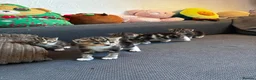 Mixed Breed cats for sale: 4 Beautiful Female Kittens Ready in August - Advert 3