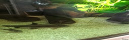 Other/Mixed Breed fish for sale: Flying fox - Advert 3