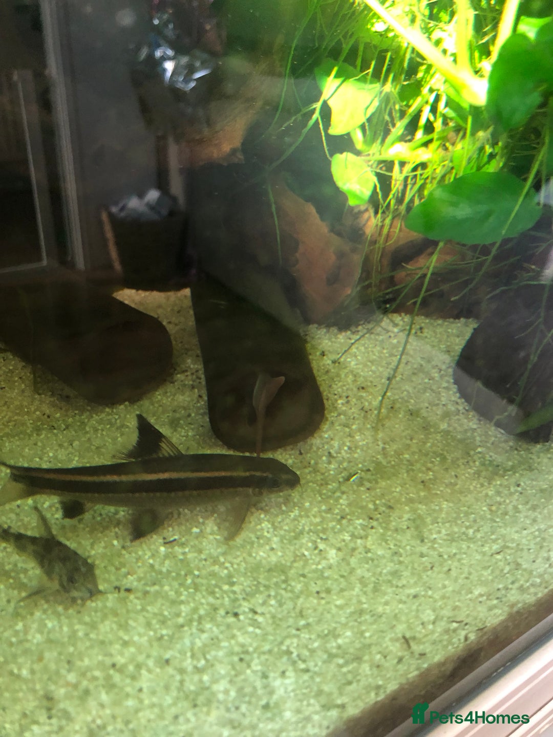 Other/Mixed Breed fish for sale: Flying fox - Advert 3