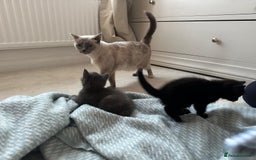 Ragdoll cats for sale: Pretty and affectionate grey ragdoll x tuxedo girl - Image 13