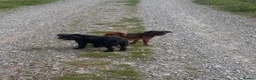 Griffon Bruxellois dogs for sale: 🐾 Griffon Bruxellois 🐾 in Port Talbot - Advert 10