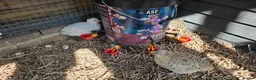 Quail poultry for sale: Quails and hens & males  - Advert 3