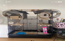 Hamster rodents for sale: Rodney - Image 2